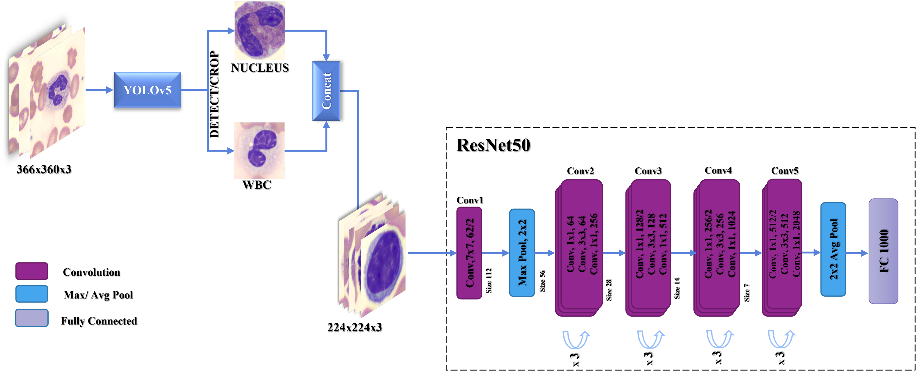 Architecture diagram for the WBC detection and classification pipeline